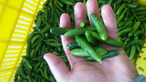 خیارشور قروه قیمت مناسب و خوشمزه