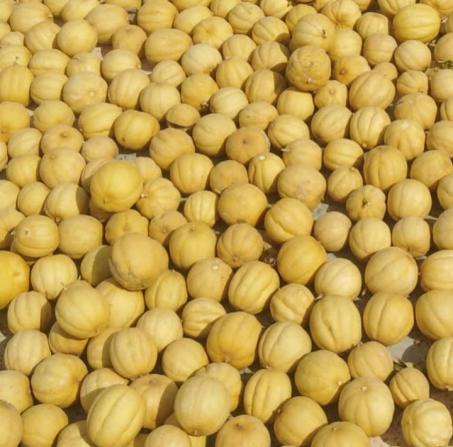 گروه تامین کننده انواع لیمو خشک