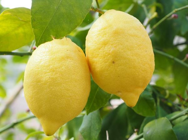 عرضه کننده لیمو ترش با بهترین کیفیت و قیمت