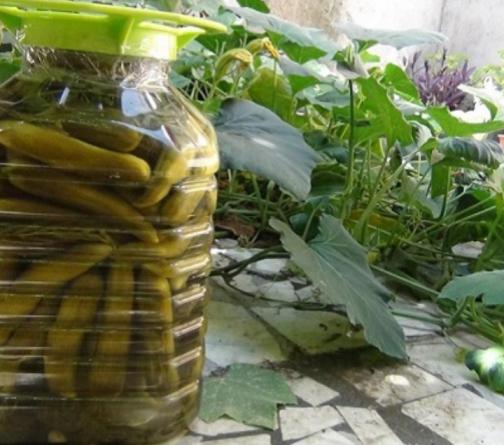 بهترین تولید کننده خیارشور در جهان