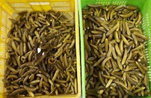 قیمت خیارشور ریز دبه ای در بازار